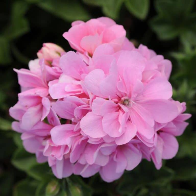 Geranium Lierre Precision Pink Les Serres Caron