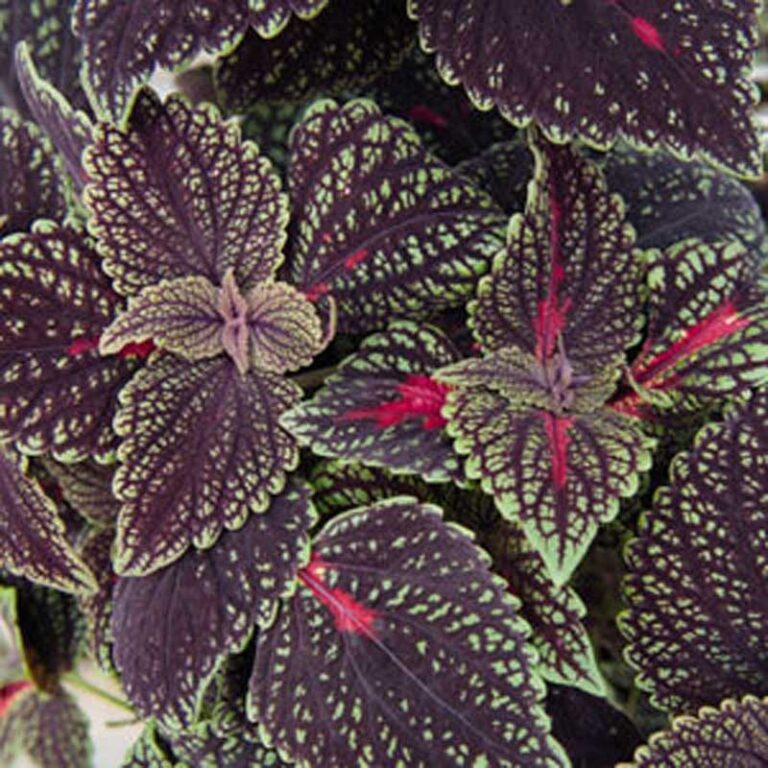 Coleus Mainstreet Abbey Road Les Serres Caron