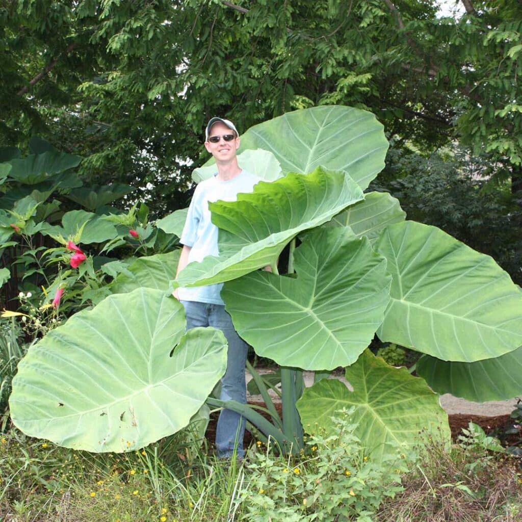 Colocasia Thailand Giant Les Serres Caron