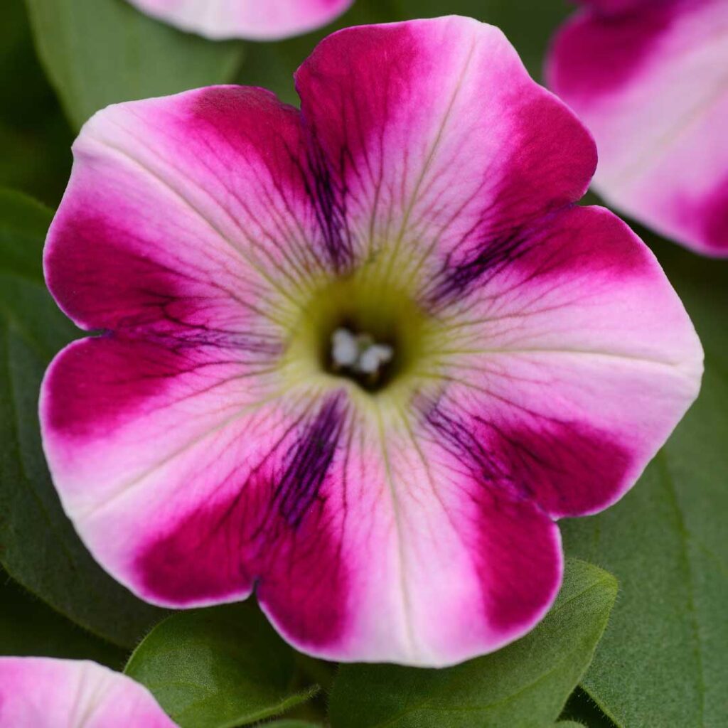 Petunia Headliner Raspberry Swirl Les Serres Caron