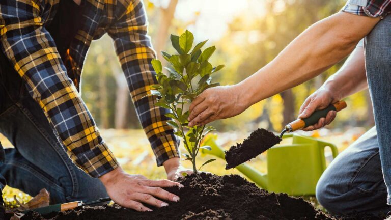 reussir-la-plantation-des-arbres