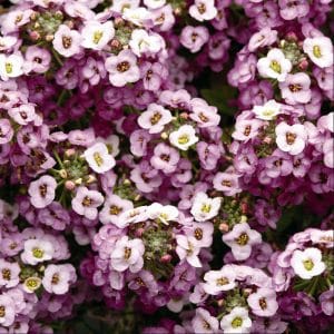 alyssum-clear-crystal-lavender