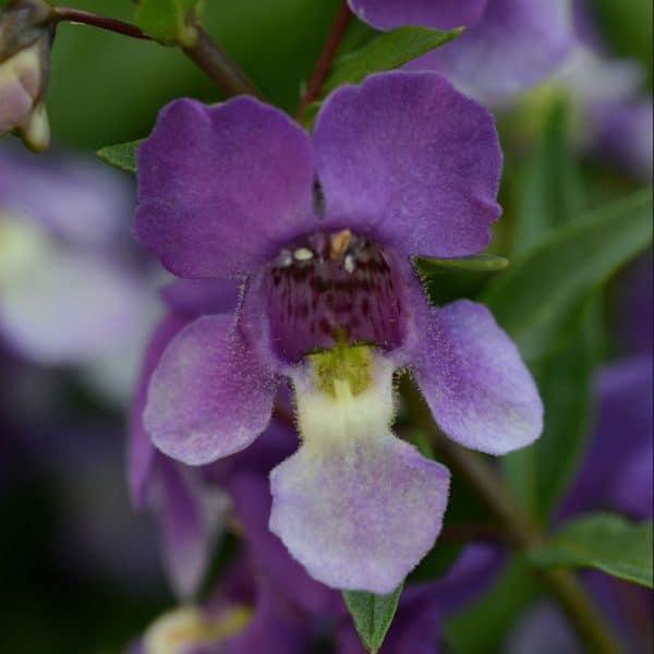 angelonia-angelmist-spreading-bluebird-bloom1