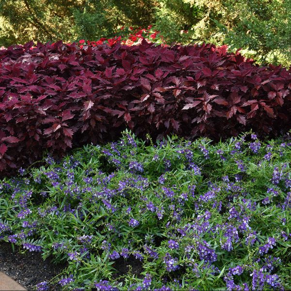 angelonia-angelmist-spreading-bluebird-landscape