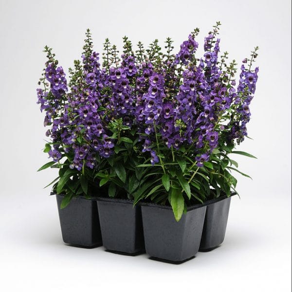 angelonia-serena-blue-container