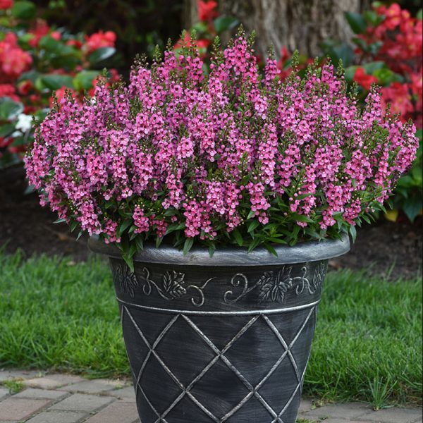 angelonia-serena-rose-container
