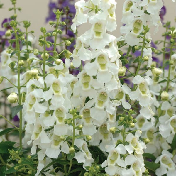 angelonia-serena-white-bloom