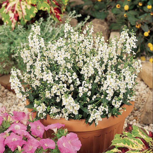angelonia-serena-white-container