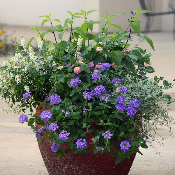 angelonia-serena-white-container1