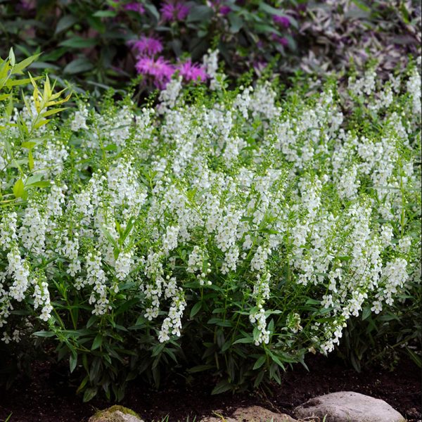 angelonia-serena-white-lanscape