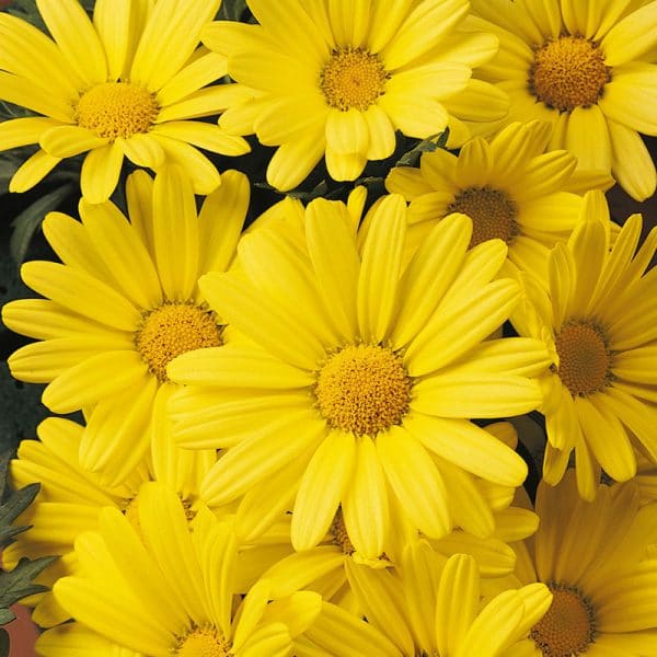 argyranthemum-butterfly-bloom-1