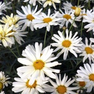 argyranthemum-pure-white-butterfly