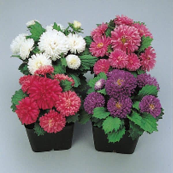 aster-pot-patio-mix-container