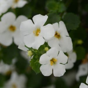 bacopa-megacopa-white-bloom