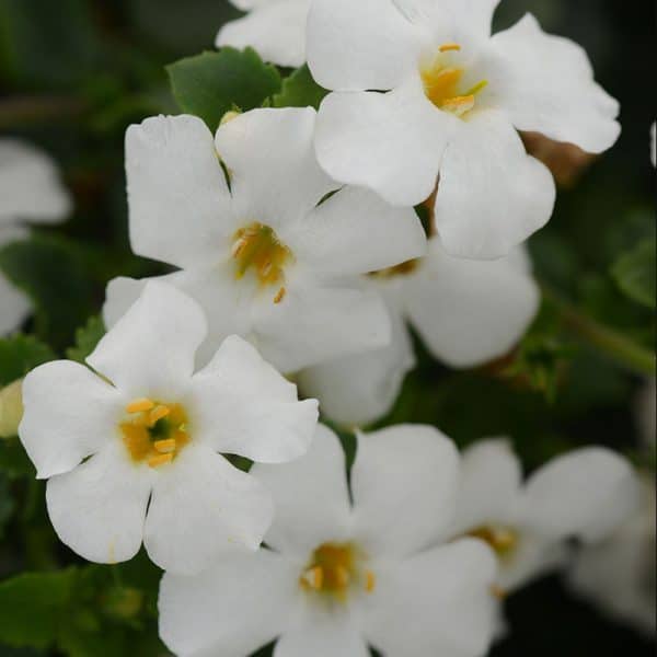 bacopa-megacopa-white-bloom1