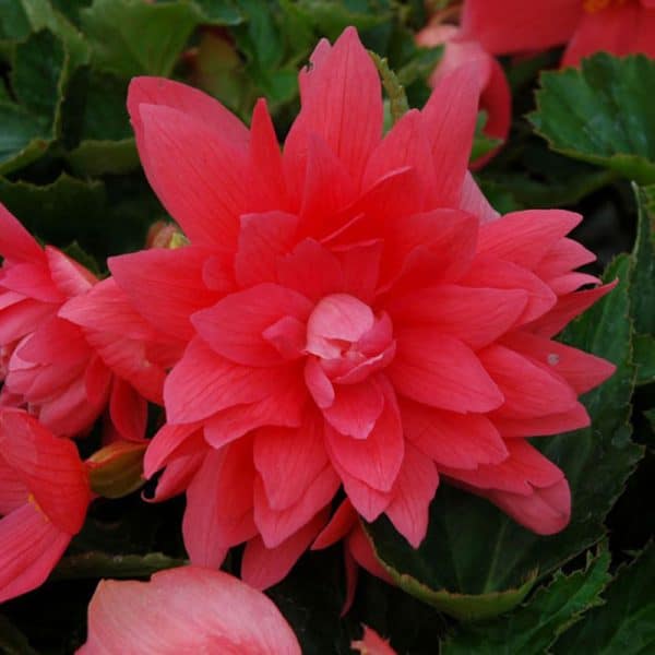 begonia-bellaconia-rose