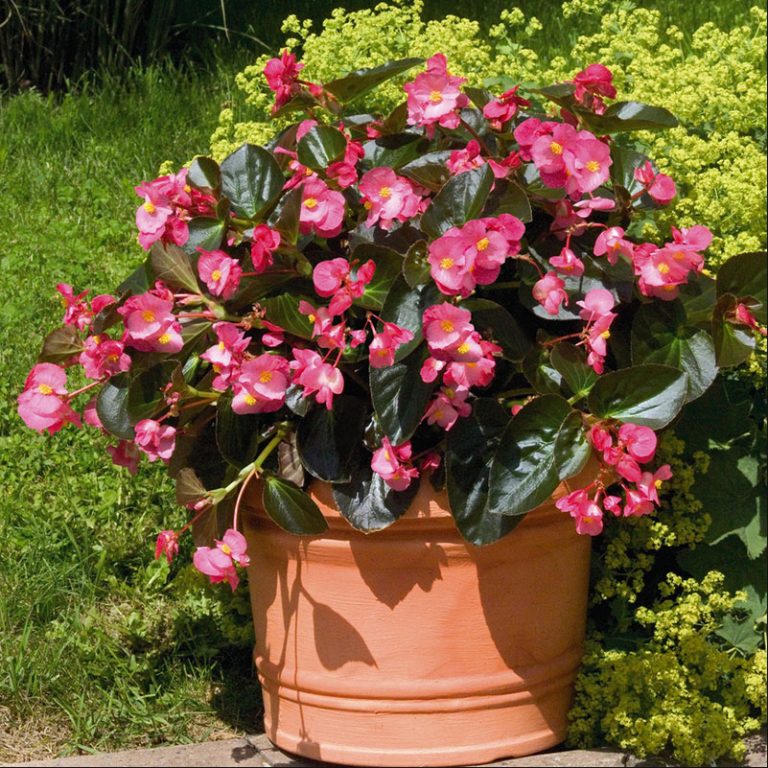 Begonia Big Rose Feuillage Bronze Les Serres Caron