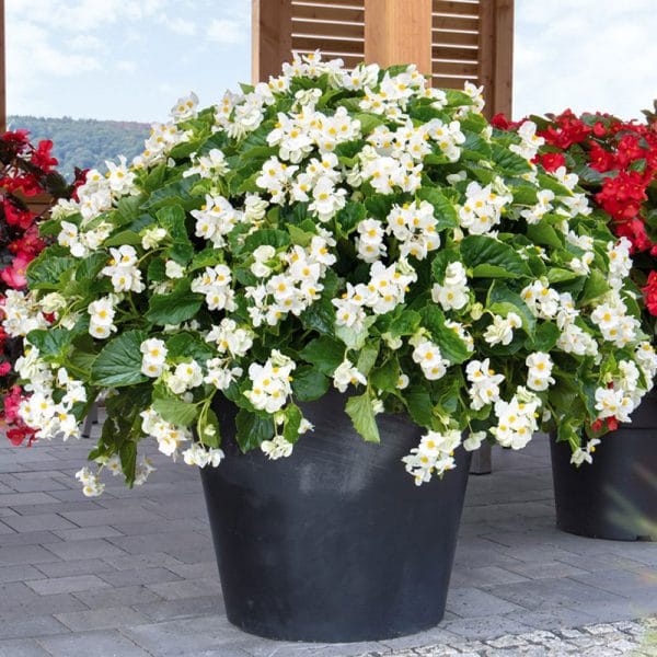 begonia-big-white-green-leaf-container-2