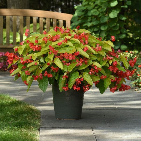 begonia-canary-wings-container-1