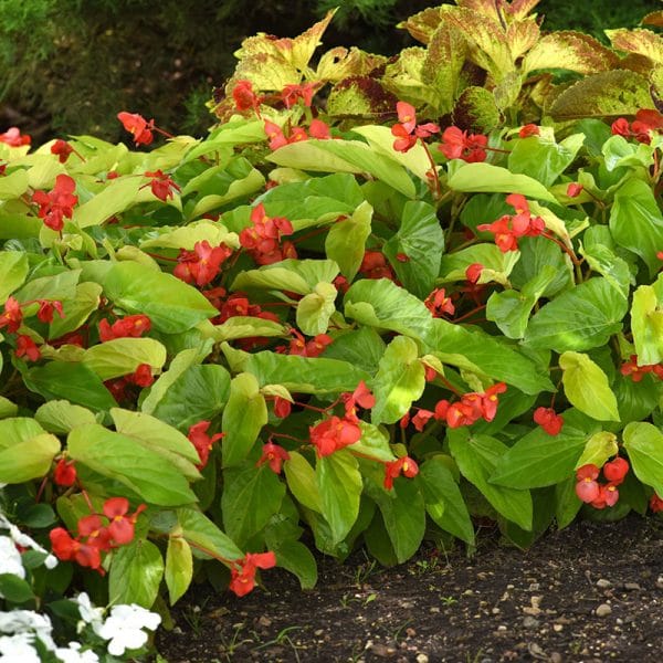 begonia-canary-wings-landscape-2