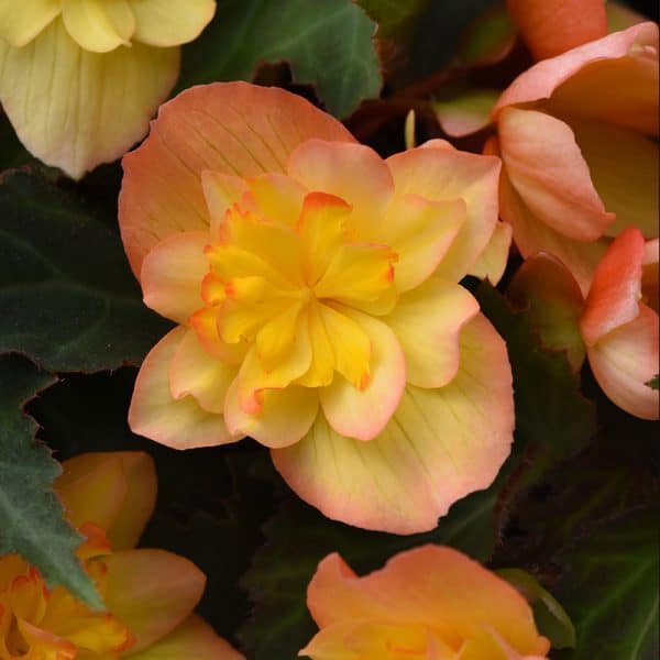 begonia-compact-double-apricot-bloom