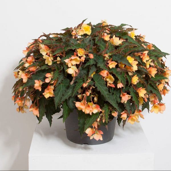 begonia-compact-double-apricot-pot-on-sweep