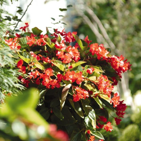 begonia-dragon-wing-red-bloom-2