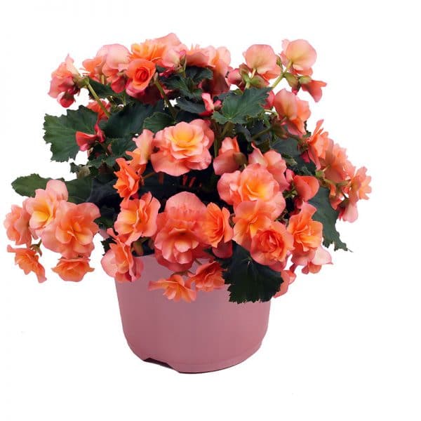 begonia-solenia-apricot-pot-on-sweep