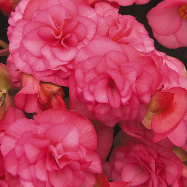 begonia-solenia-light-pink-container
