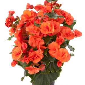 begonia-solenia-orange-pot-on-sweep