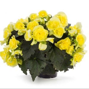 begonia-solenia-yellow-pot-on-sweep