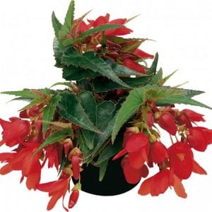 begonia-summerwings-deep-red