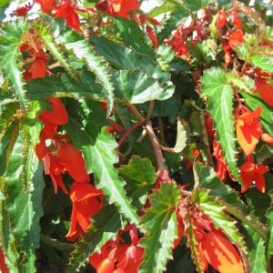 begonia-summerwings-orange
