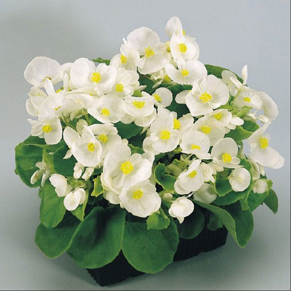 begonia-super-olympia-white