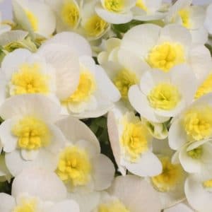 begonia-valentino-white