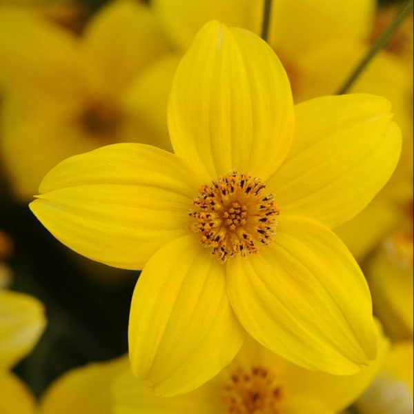 bidens-namid-early-yellow-bloom
