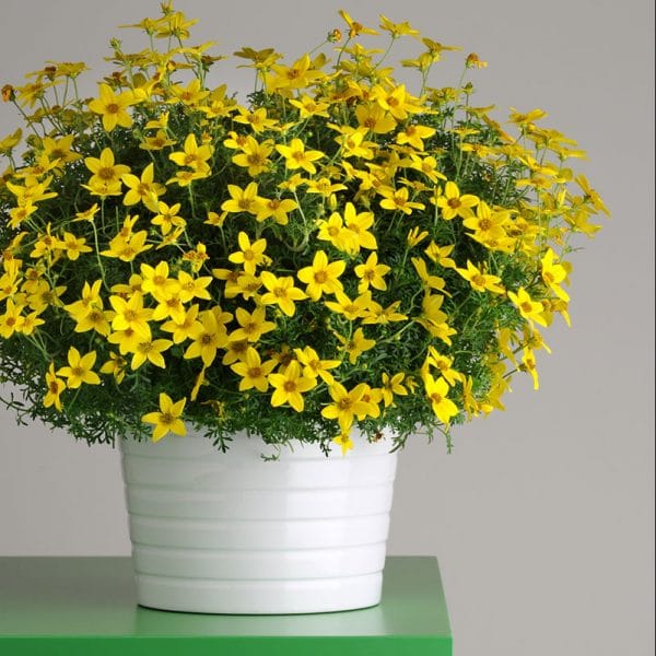 bidens-namid-early-yellow-container