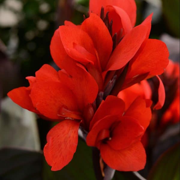 canna-cannova-bronze-scarlet-bloom