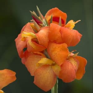 canna-cannova-orange-shades-bloom