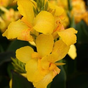 canna-cannova-yellow-bloom