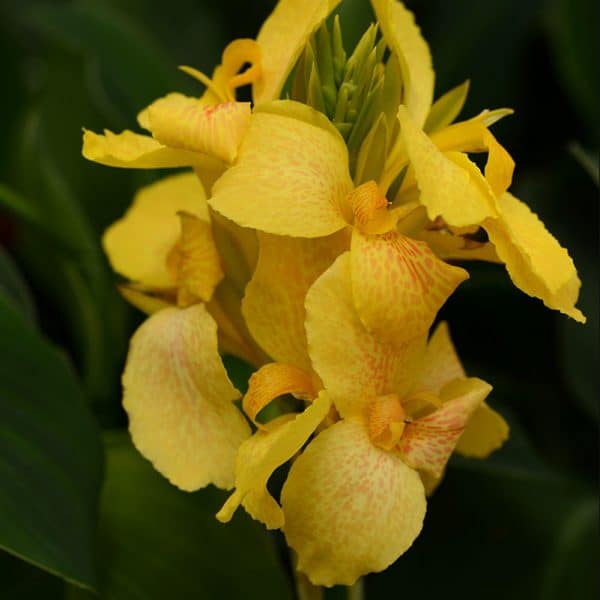 canna-cannova-yellow-bloom1