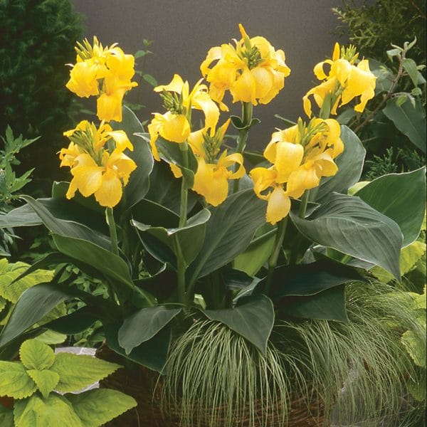 canna-cannova-yellow-container