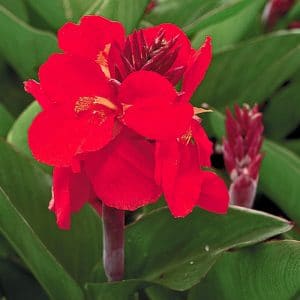 canna-tropical-red