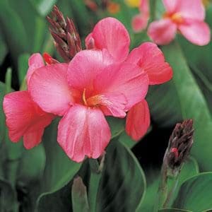 canna-tropical-rose