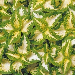 coleus-jade-wizard-bloom