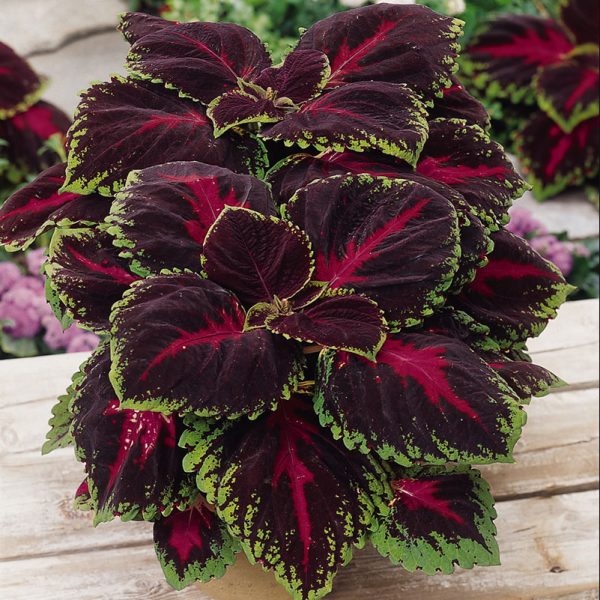 coleus-kong-red-container
