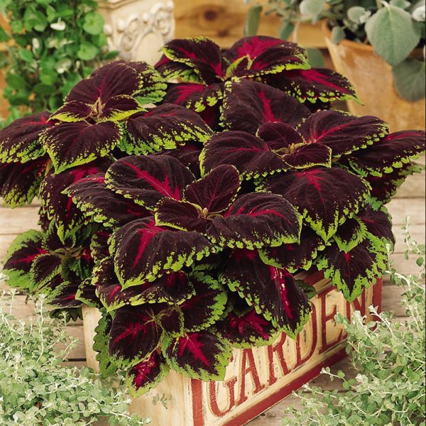 coleus-kong-red-container2