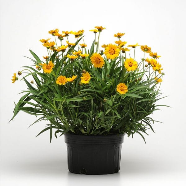 coreopsis-sunfire-container