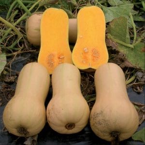 courge-hiver-butternut