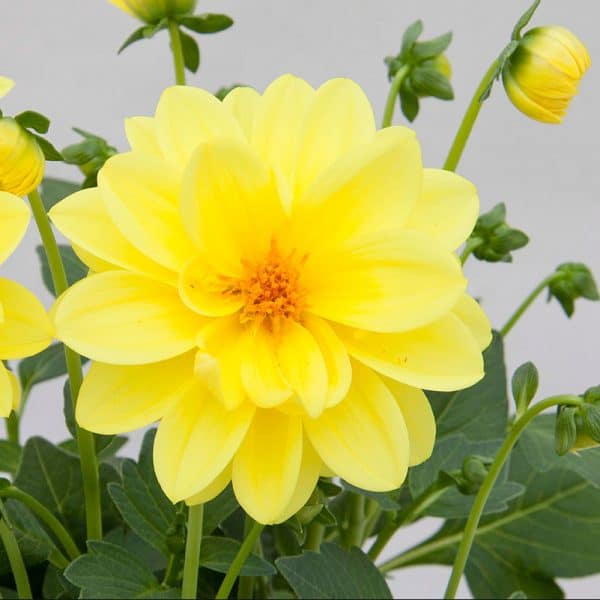 dahlia-dalaya-yellow-bloom